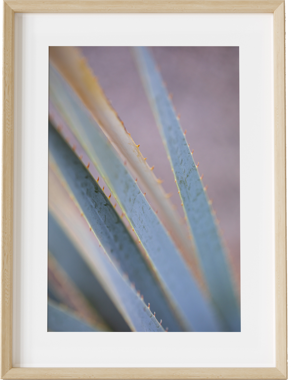 Aloe Abstract