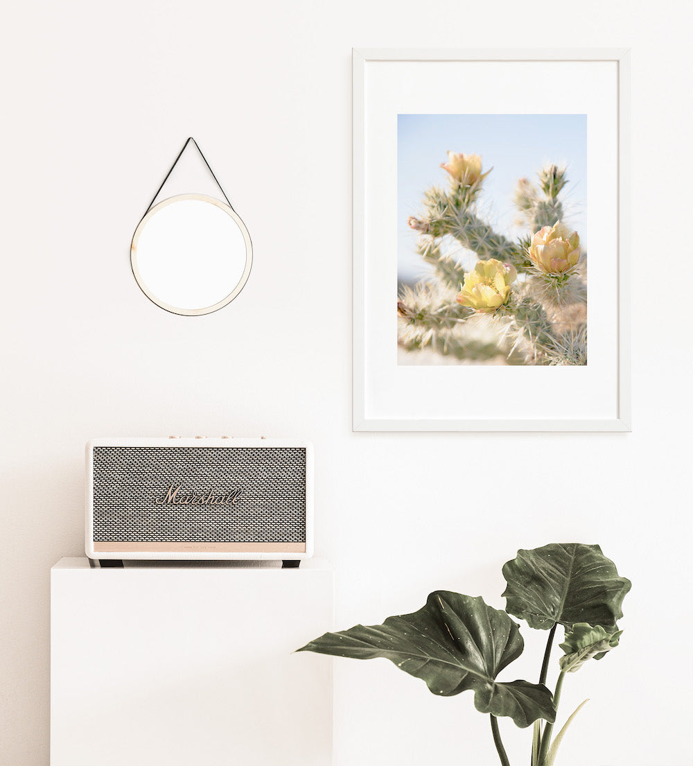 Anza Cactus