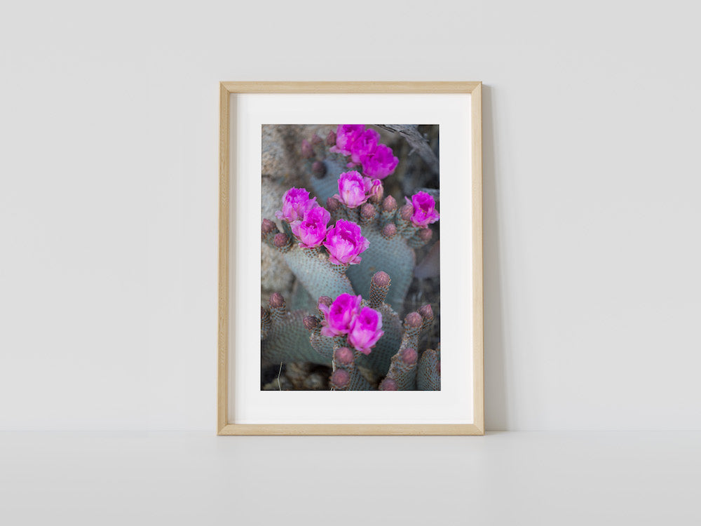 Beavertail Blooms