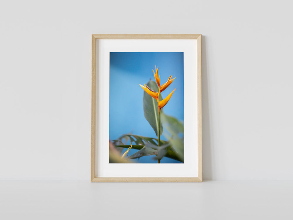 Bird of Paradise