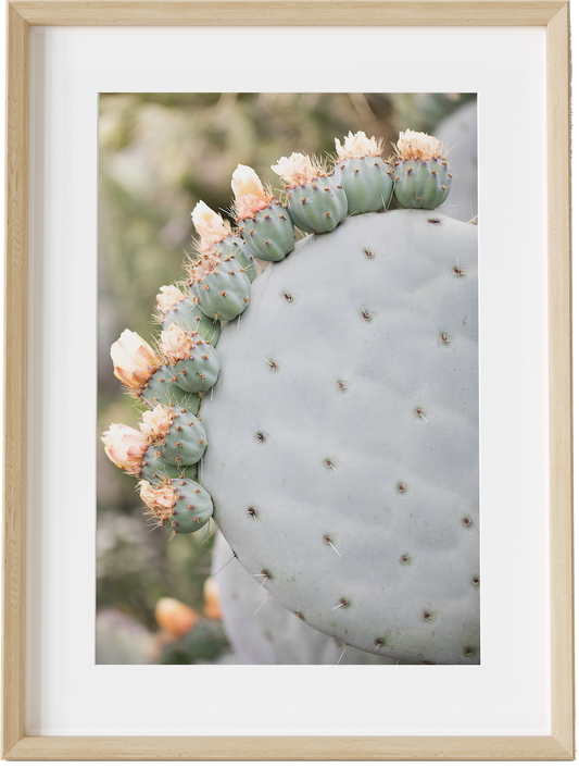 Cactus Crown Single
