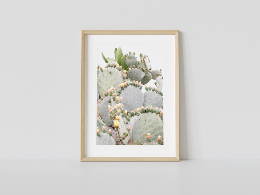 Cactus Crowns