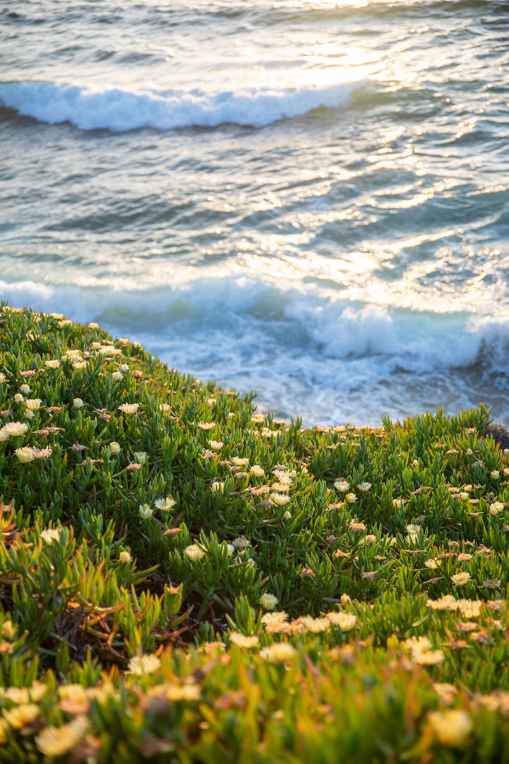 Waves and Ice Plant