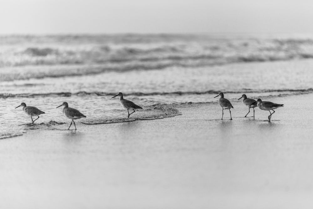 Willets B&W Horizontal