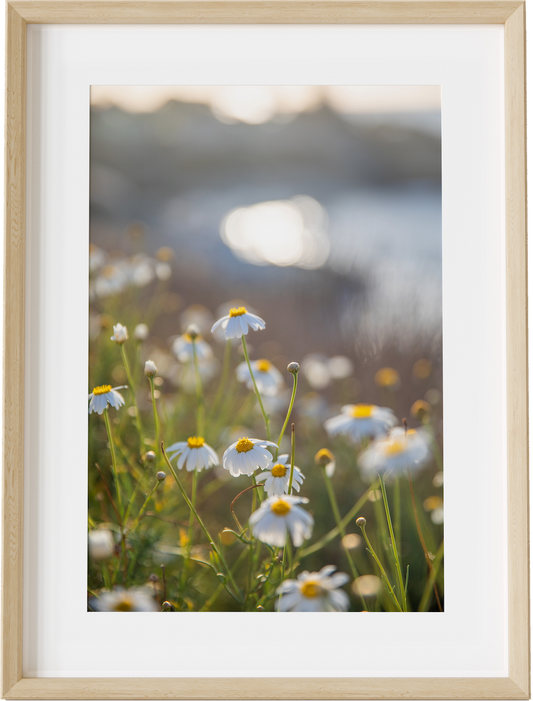 Chamomile & The Cove