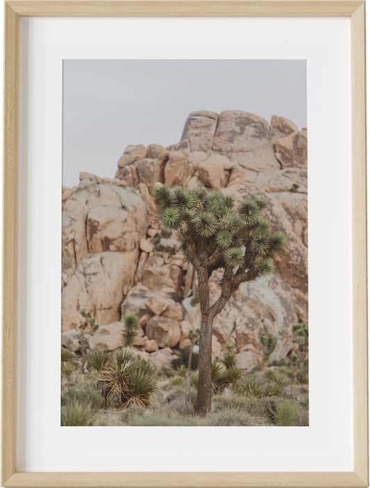 Classic Joshua Tree