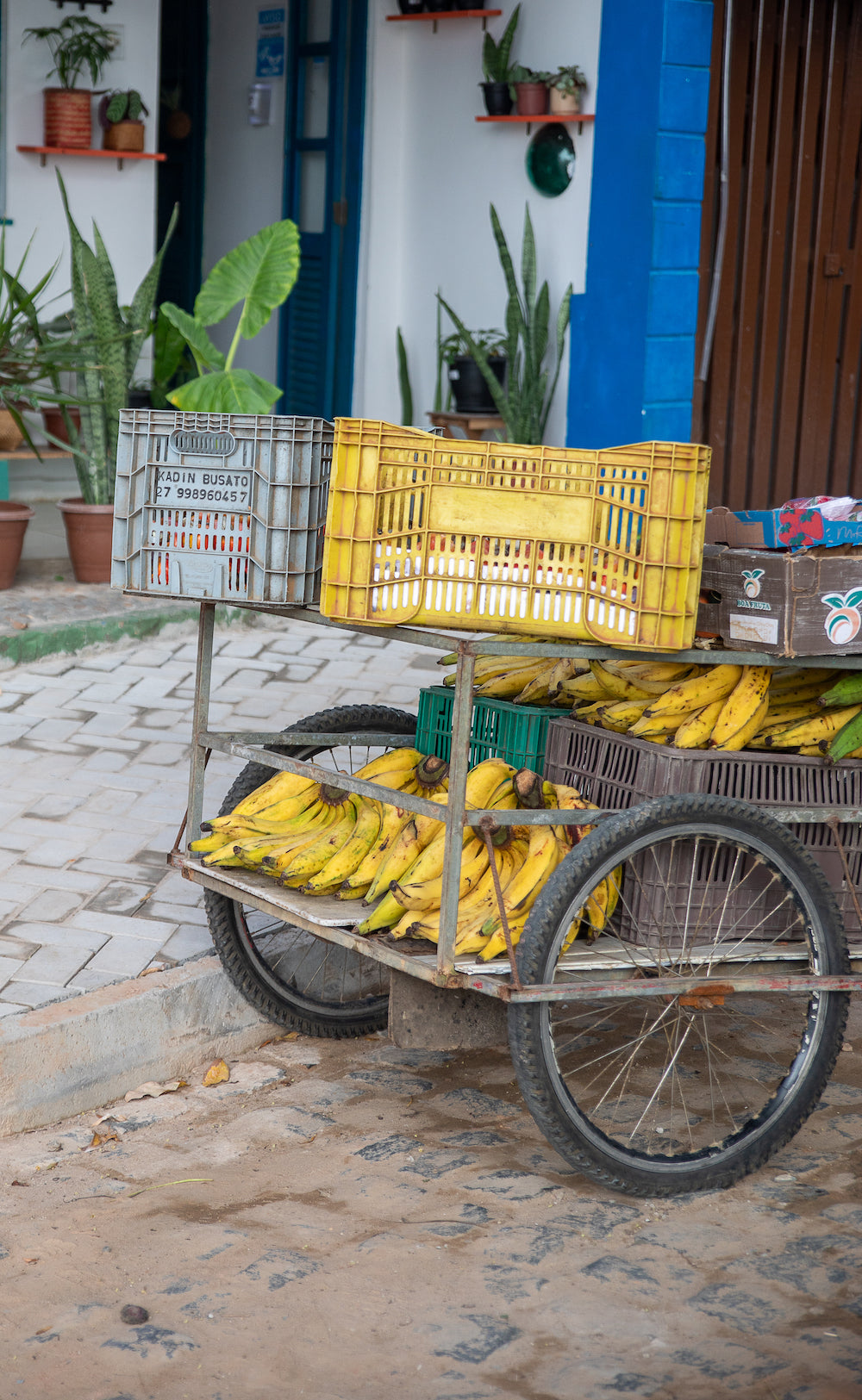 Bananas Do Brasil