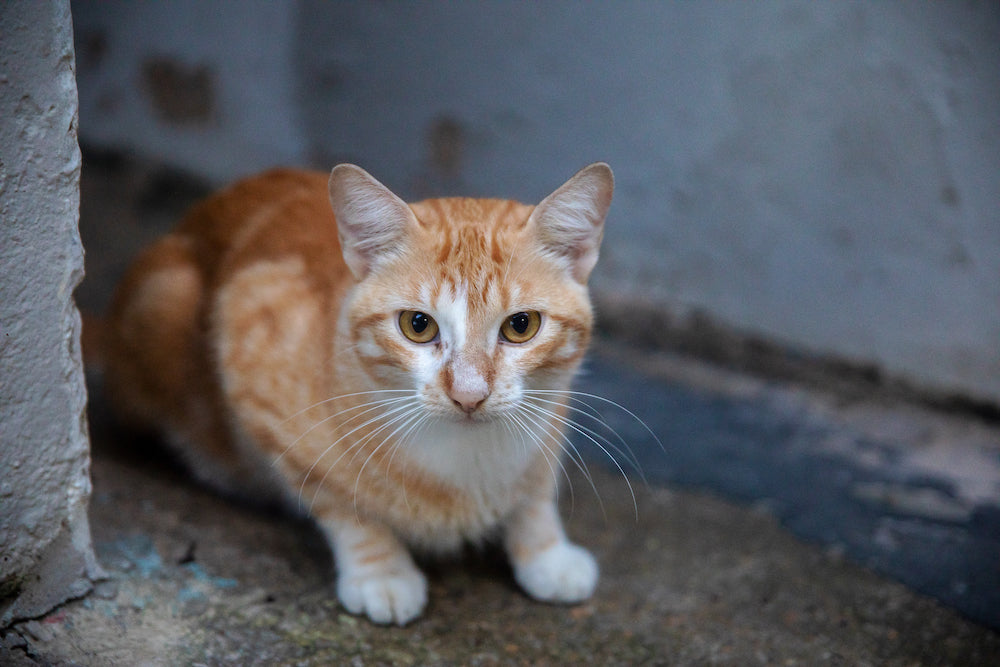 River Cat