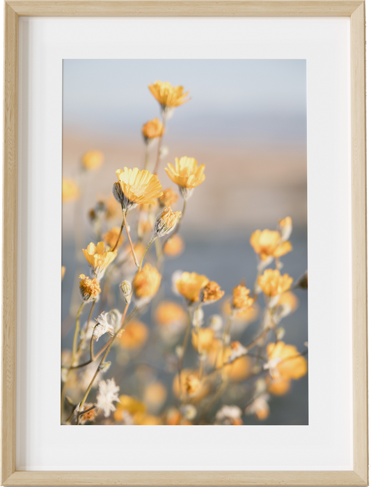 Yellow Desert Blooms