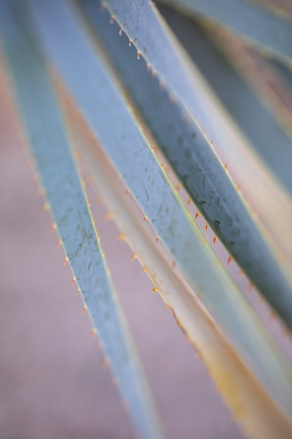 Aloe Abstract