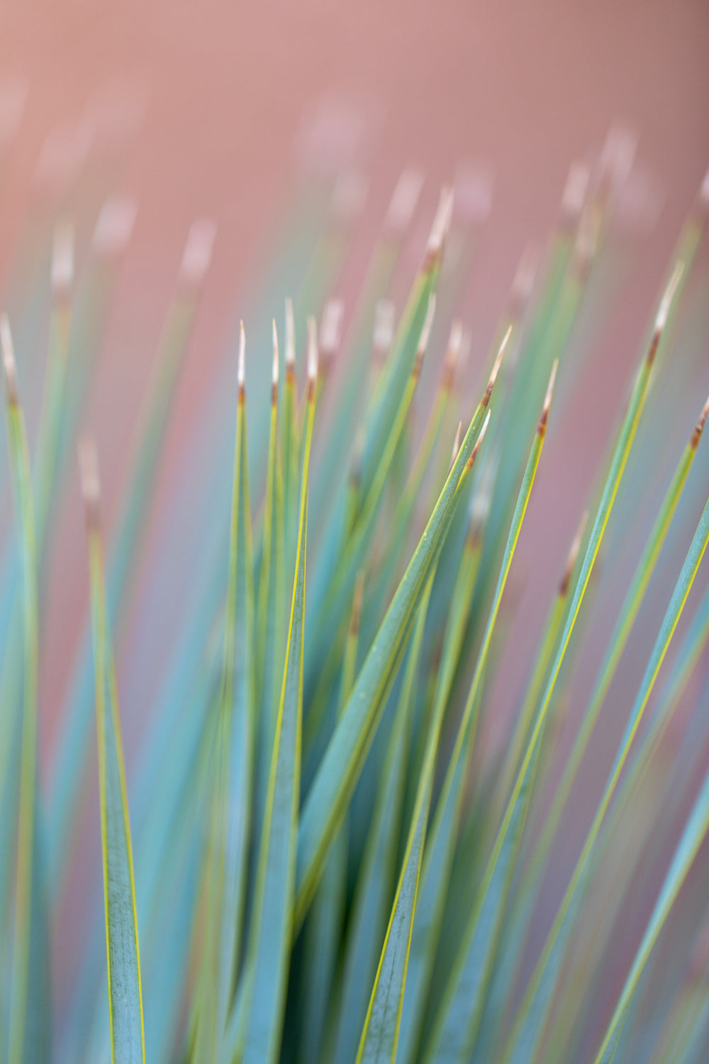 Pink Palm Abstract