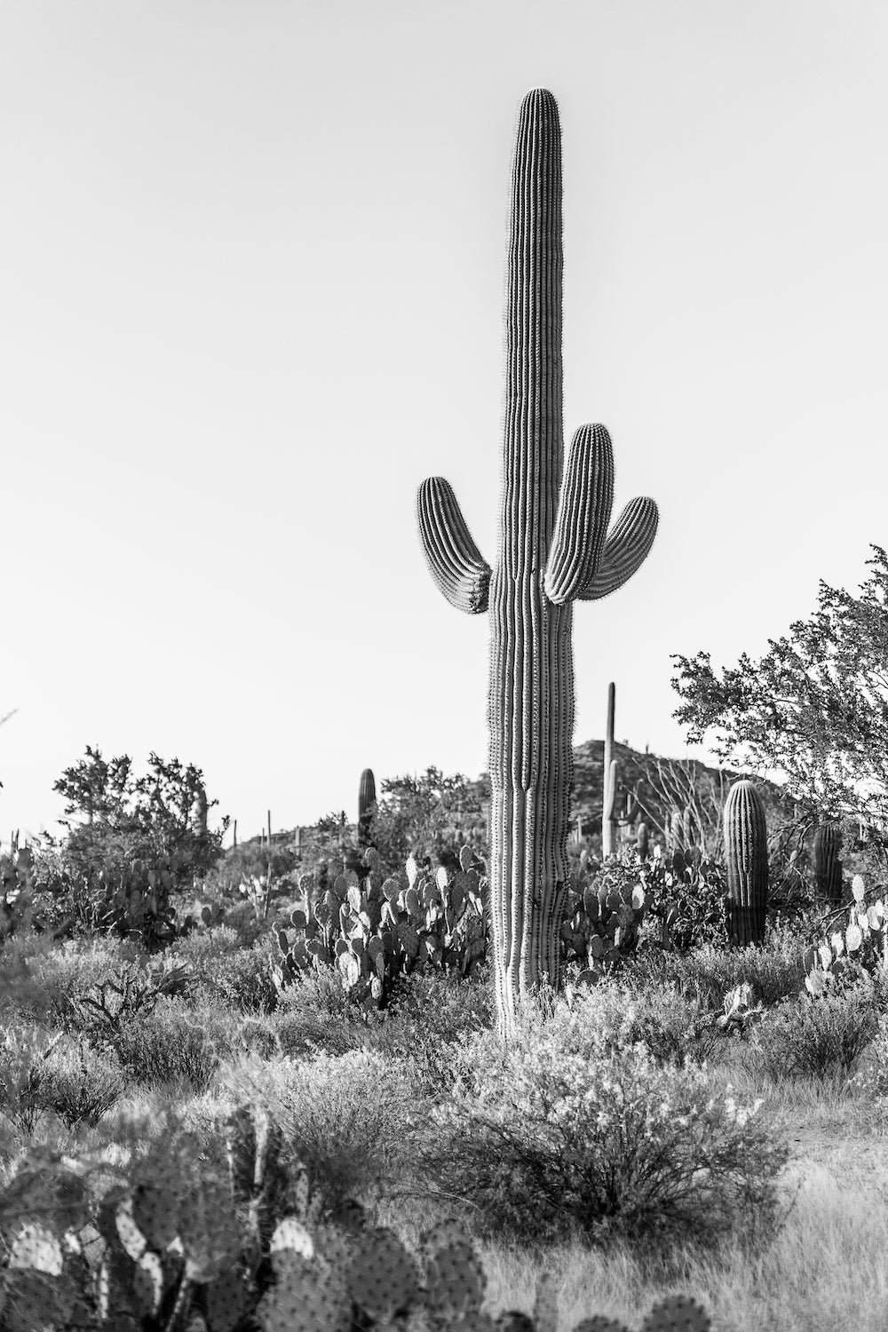 Saguaro B&W