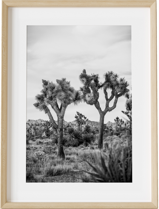 Joshua Tree Duo
