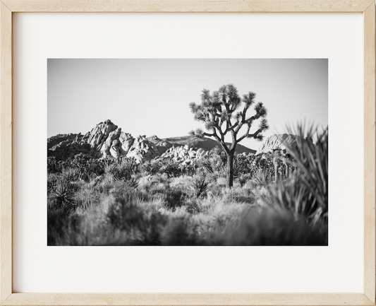 Joshua Tree Landscape