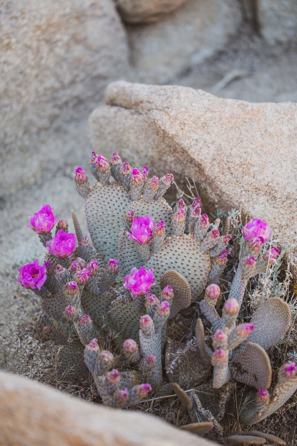 Blooms & Rocks