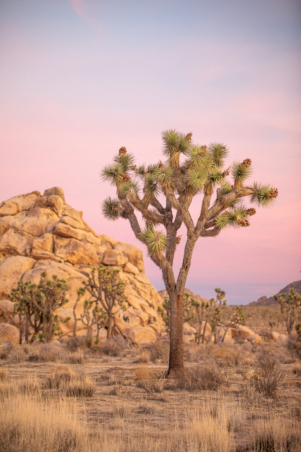 Pink Sunset