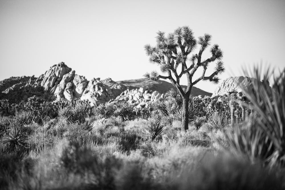 Joshua Tree Landscape