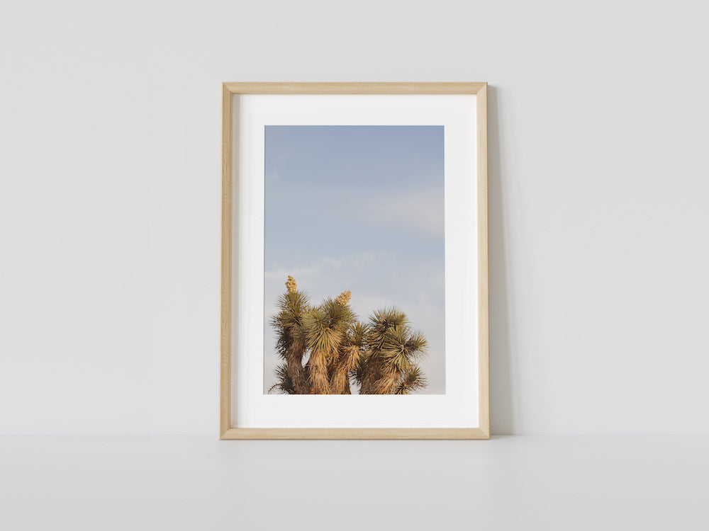 Joshua Tree Tops
