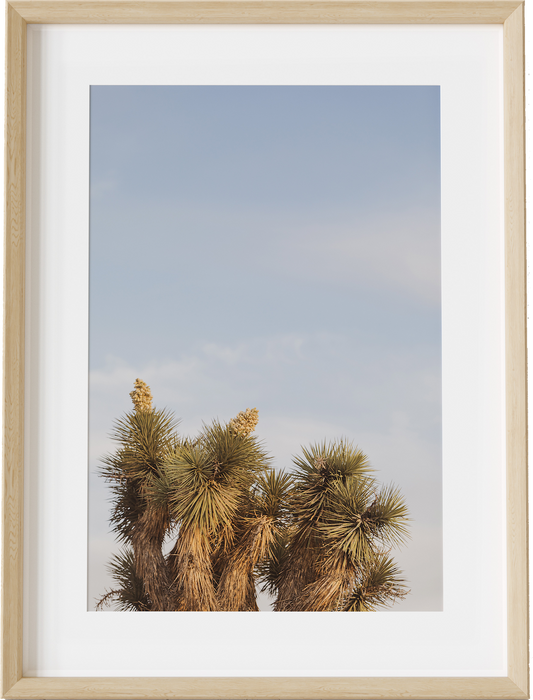 Joshua Tree Tops