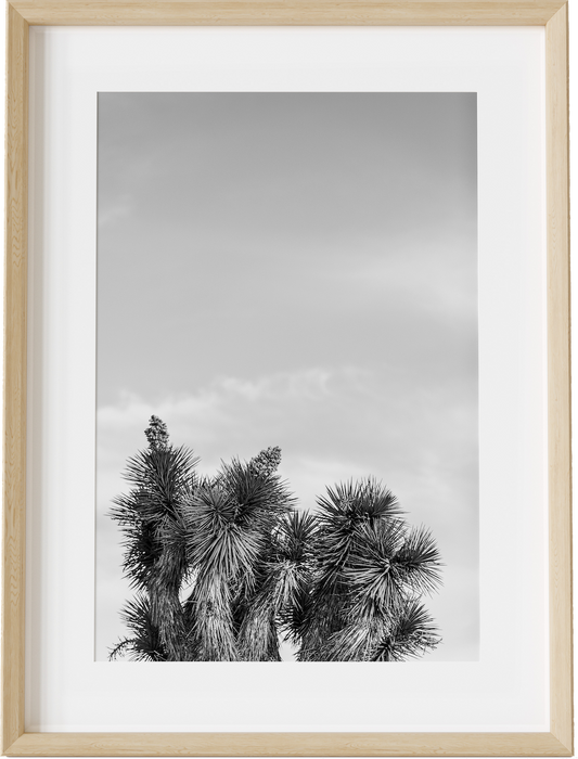 Joshua Tree Tops B&W