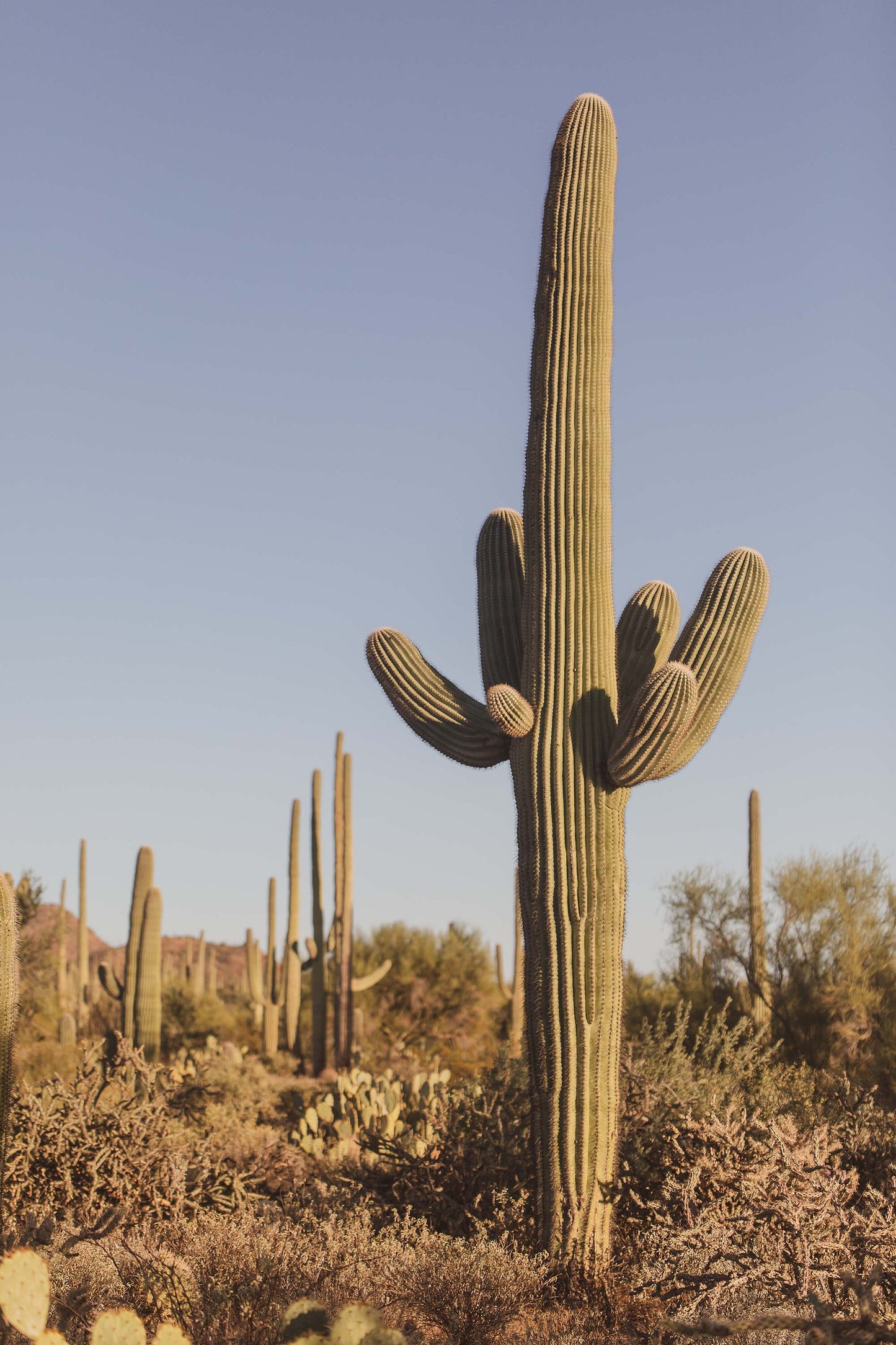 Antique Saguaro