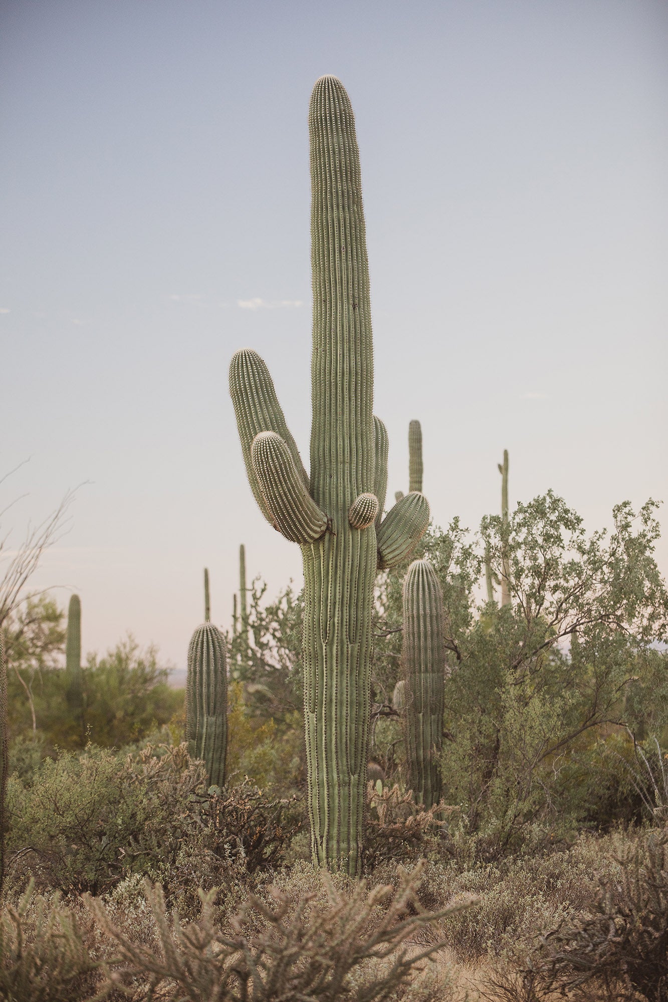 Warm Saguaro Sunrise