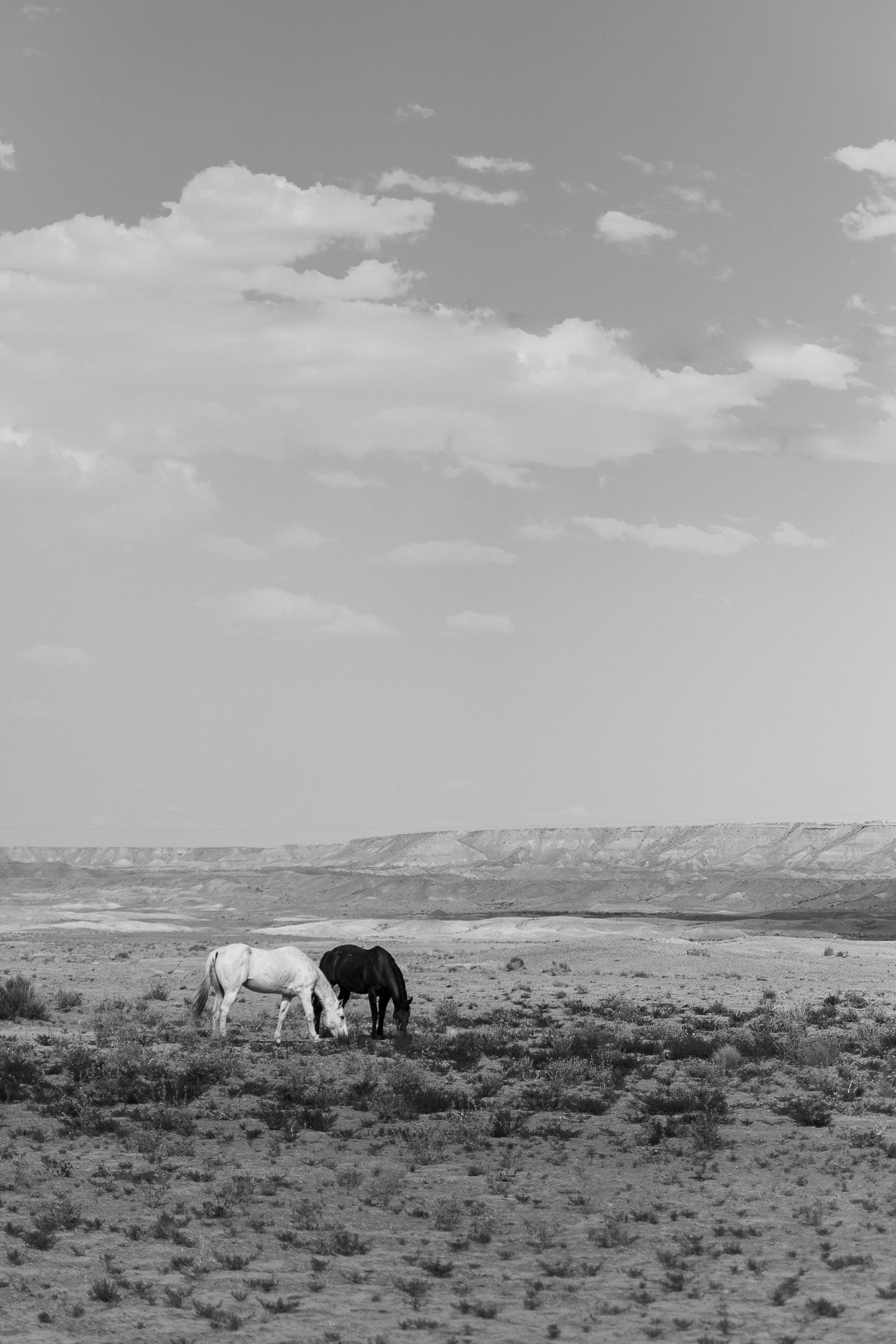 Wild, Wild Horses