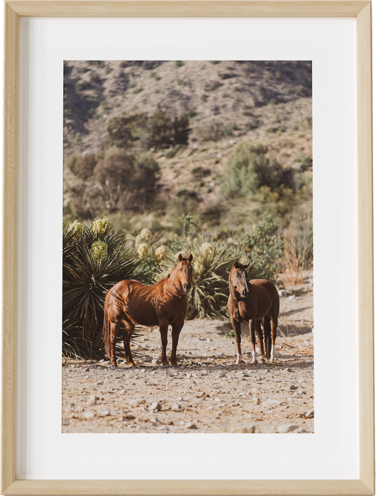 Mojave Desert Horses
