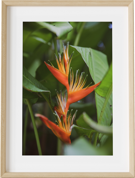 Selva Bird of Paradise
