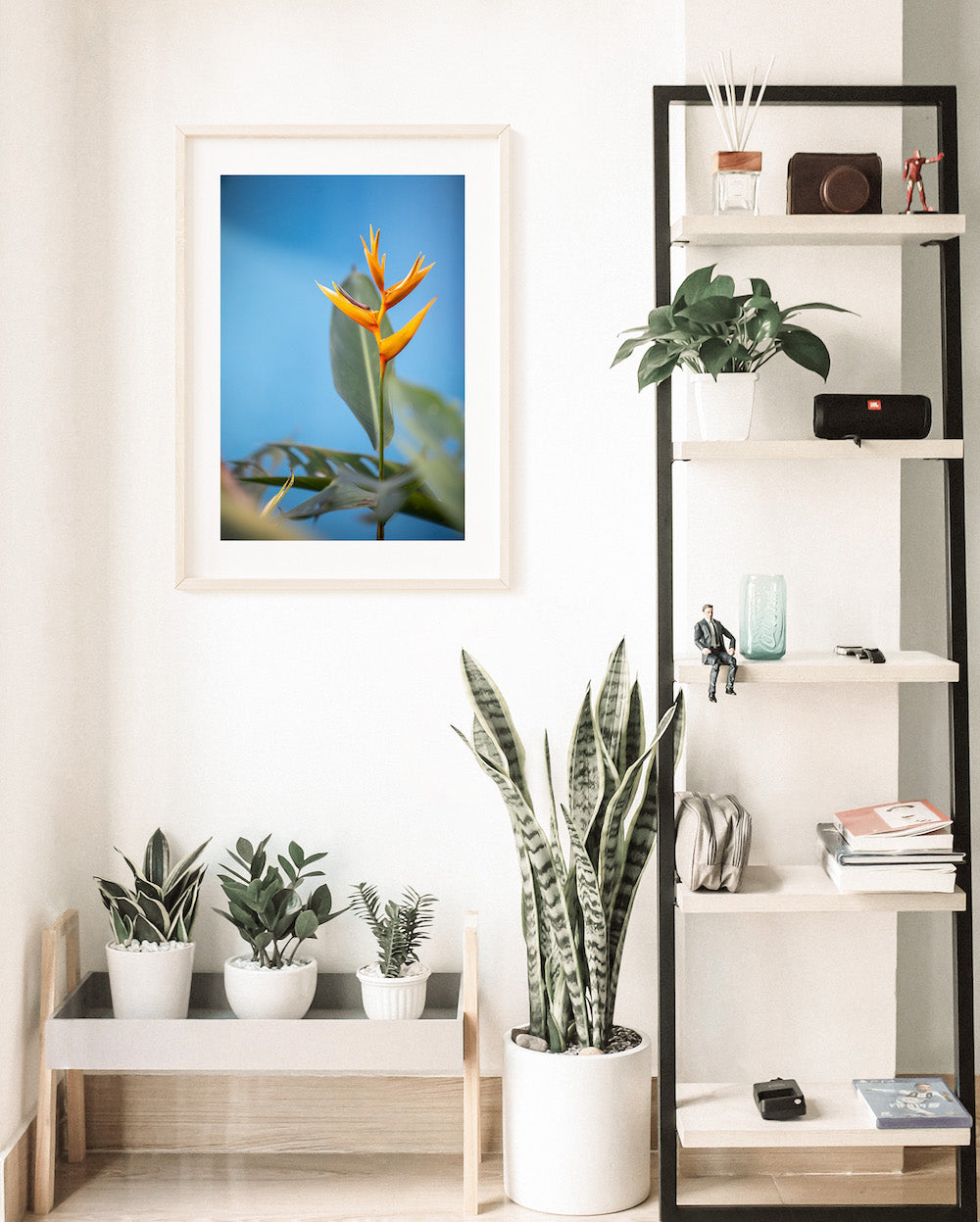 Bird of Paradise