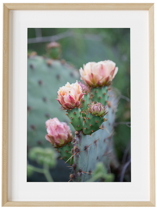 Pink Rose of the Desert
