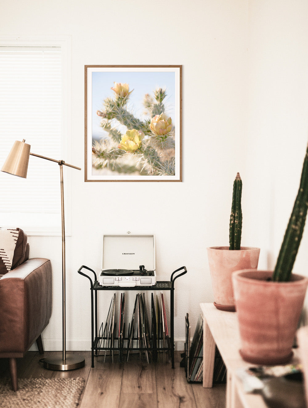 Anza Cactus