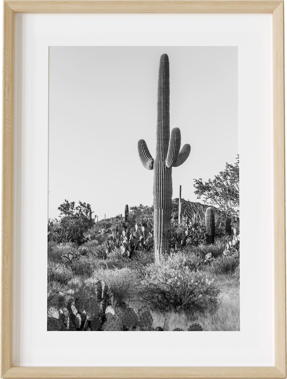 Saguaro B&W