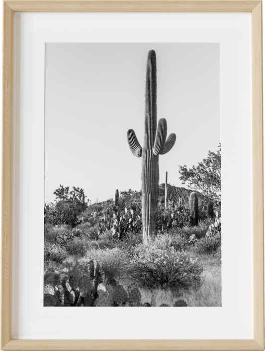 Saguaro B&W