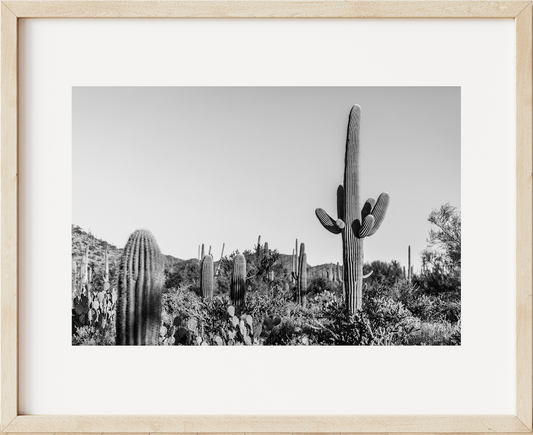 Saguaro Landscape