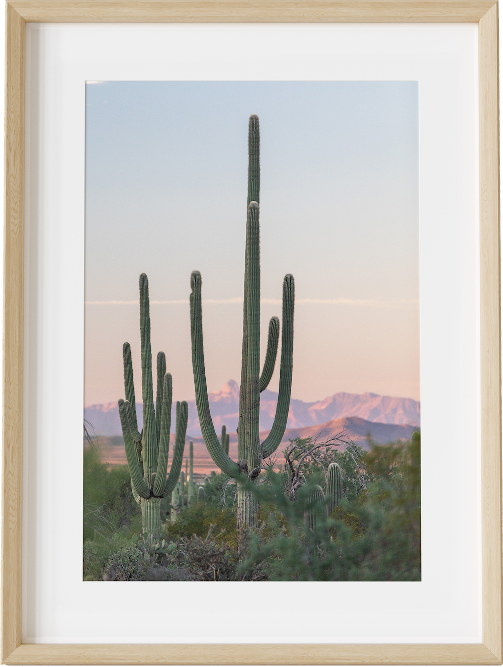 Saguaro Sunrise