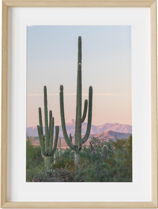 Saguaro Sunrise
