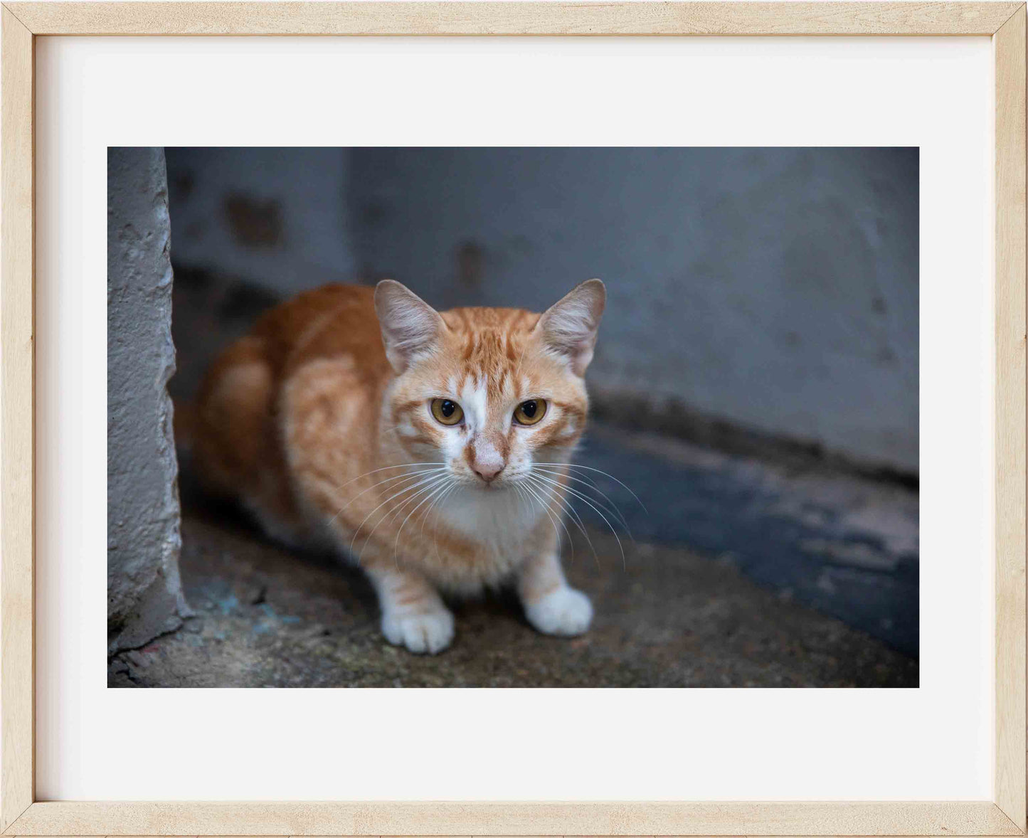 River Cat