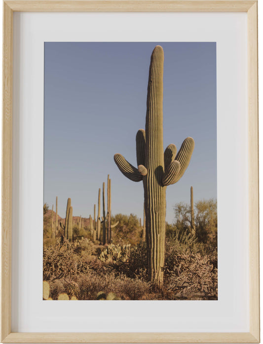 Antique Saguaro