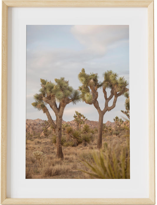 Joshua Tree Duo Color