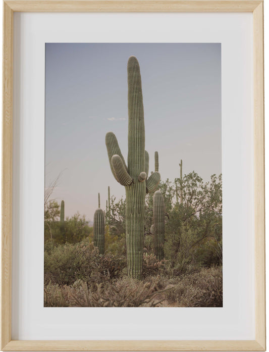 Warm Saguaro Sunrise