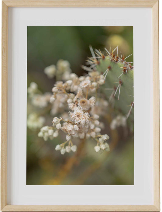 Desert Flowers Detail