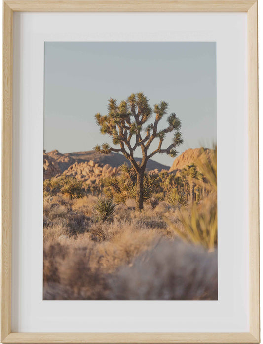 Warm Joshua Tree Sunset