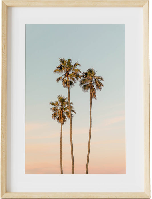 La Jolla Sunset Palms