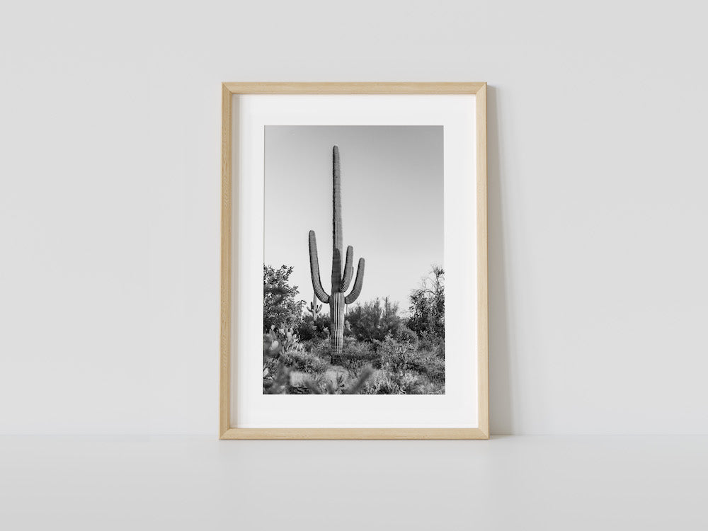 Sir Saguaro