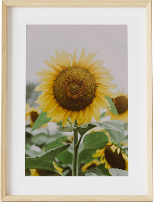 Antique Sunflower