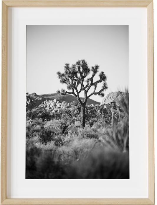 The Joshua Tree B&W