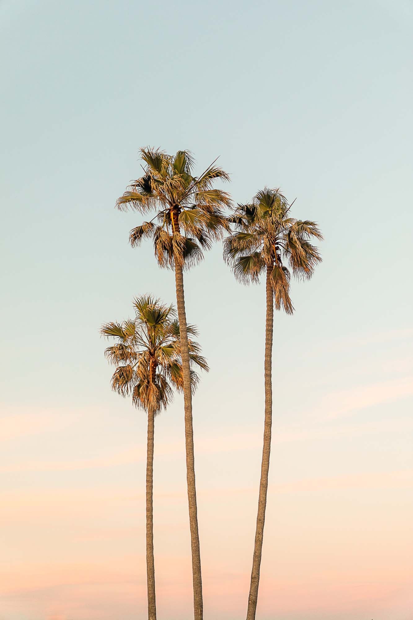 La Jolla Sunset Palms