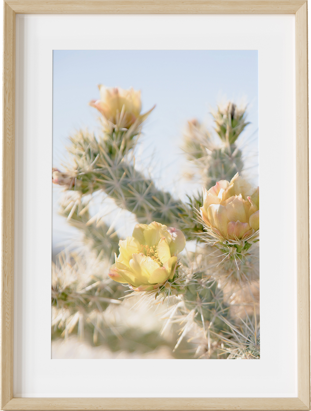 Anza Cactus