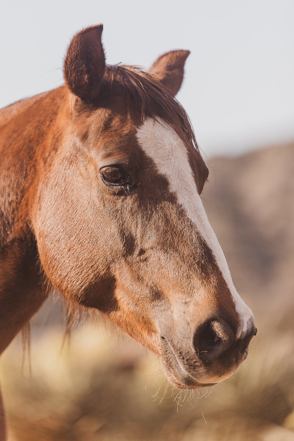 Sweet Horse